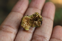 Ficus amplissima