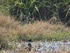 Charadrius vociferus