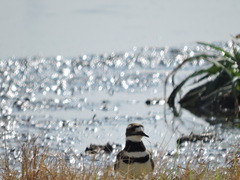Charadrius vociferus