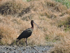 Plegadis chihi