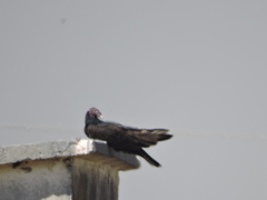 Cathartes aura