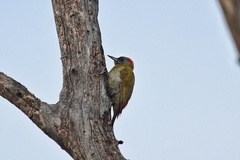 Chloropicus griseocephalus