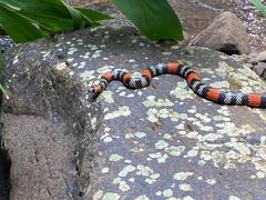 Micrurus altirostris