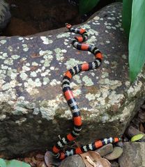 Micrurus altirostris