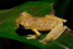 Ranoidea genimaculata