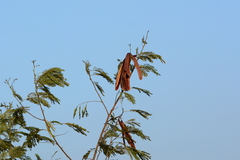 Leucaena leucocephala