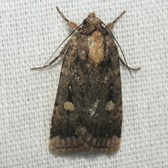 Abagrotis mirabilis