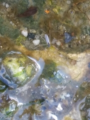 Telmatogeton japonicus