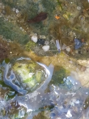 Telmatogeton japonicus