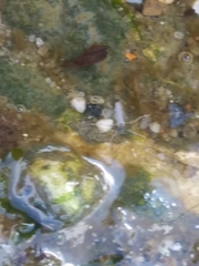 Telmatogeton japonicus