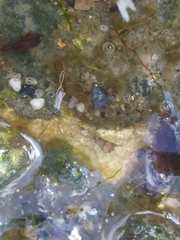 Telmatogeton japonicus