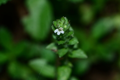 Hygrophila polysperma
