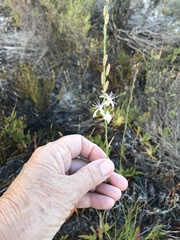 Trachyandra brachypoda