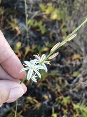 Trachyandra brachypoda