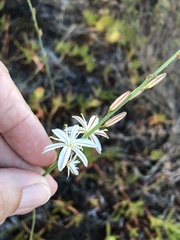Trachyandra brachypoda