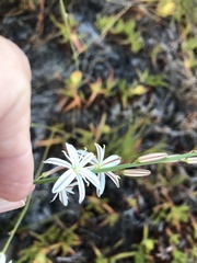 Trachyandra brachypoda