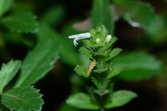 Hygrophila polysperma