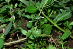 Hygrophila polysperma