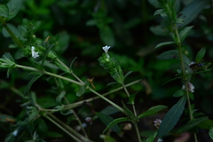 Hygrophila polysperma
