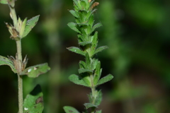 Hygrophila polysperma