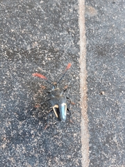 Calocomus desmarestii