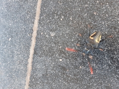 Calocomus desmarestii