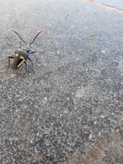 Calocomus desmarestii