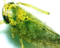 Paraphlepsius tennessus