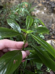 Spermacoce ocymifolia