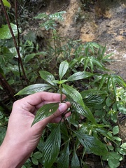 Spermacoce ocymifolia