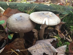 Amanita morrisii