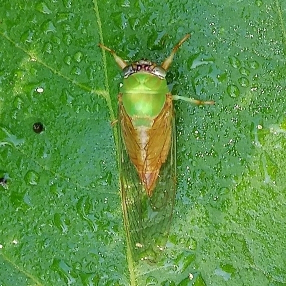 Widehead Froglets