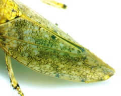 Paraphlepsius tennessus