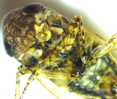 Paraphlepsius tennessus