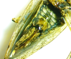 Paraphlepsius tennessus