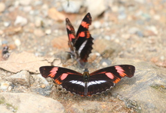 Podotricha telesiphe