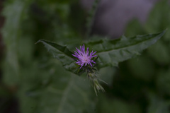 Carduus pycnocephalus