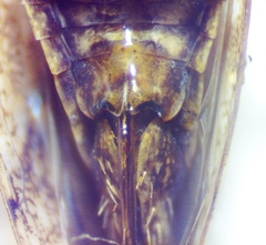 Paraphlepsius tennessus