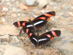 Podotricha telesiphe