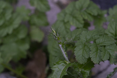 Carduus pycnocephalus