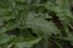 Carduus pycnocephalus