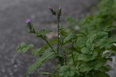 Carduus pycnocephalus