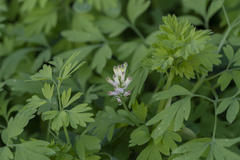 Fumaria judaica judaica