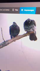 Columba livia domestica