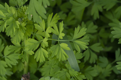 Fumaria judaica judaica