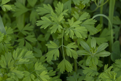 Fumaria judaica judaica