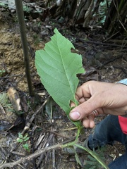 Cordia sulcata