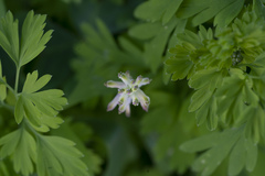 Fumaria judaica judaica