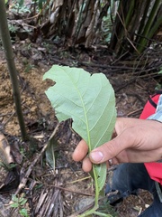 Cordia sulcata