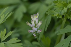 Fumaria judaica judaica